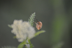 Bombylius posticus