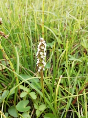 Triglochin palustris