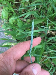 Elymus repens