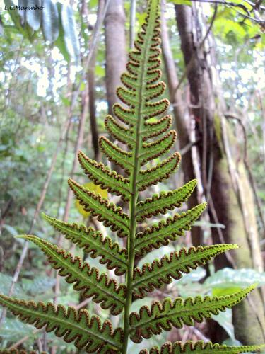 Cyathea praecincta