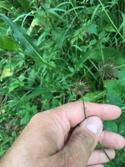 Geum urbanum