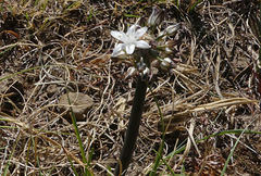 Fusifilum depressum image