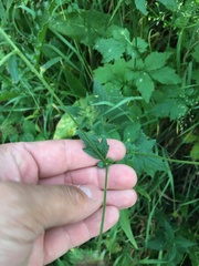 Geum urbanum