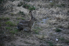 Sylvilagus audubonii