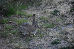 Sylvilagus audubonii