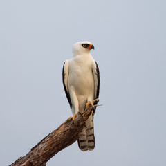 Spizaetus melanoleucus