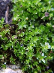 Bryophyta