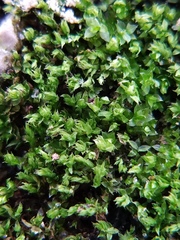 Bryophyta
