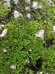 Bryophyta