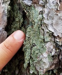 Pezizomycotina