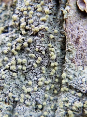 Pezizomycotina