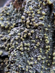 Pezizomycotina
