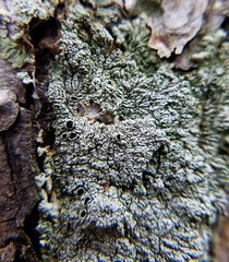 Pezizomycotina