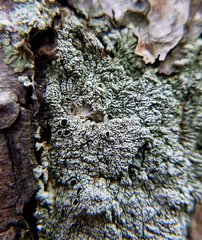Pezizomycotina