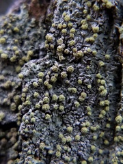 Pezizomycotina