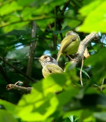 Myiornis auricularis