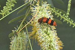 Trichodes bibalteatus