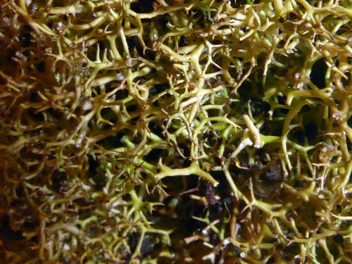 Cladia gorgonea image