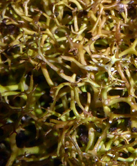 Cladia gorgonea image