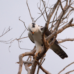 Spizaetus melanoleucus