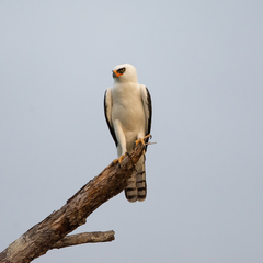 Spizaetus melanoleucus