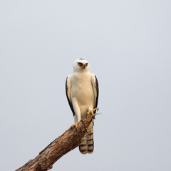 Spizaetus melanoleucus