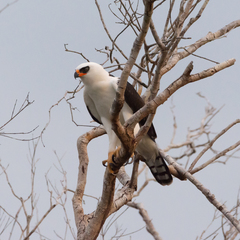 Spizaetus melanoleucus