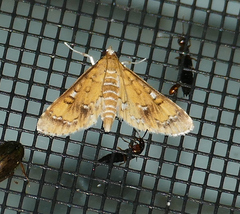Niphograpta albiguttalis