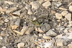Arigomphus lentulus