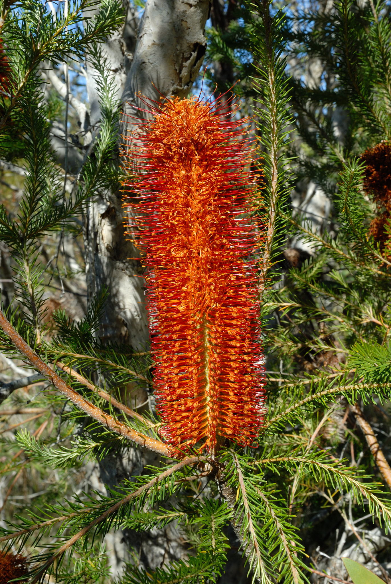 Banksia ericifolia