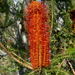 Banksia ericifolia - Photo (c) Nicholas Turland,  זכויות יוצרים חלקיות (CC BY-NC-ND)