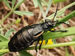 Arima marginata