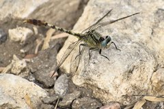 Arigomphus lentulus