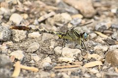 Arigomphus lentulus