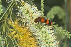 Trichodes bibalteatus