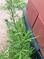 Artemisia vulgaris