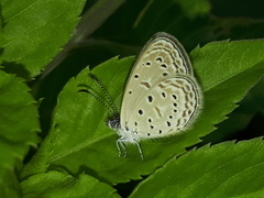 Zizula hylax pygmaea