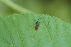 Omalisus fontisbellaquei