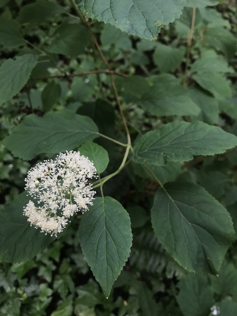 wild hydrangea from Kittredge Park, Atlanta, GA, US on June 20, 2021 at
