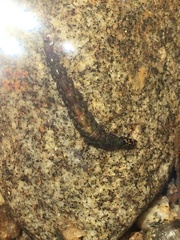 Rhyacophiloidea