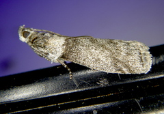 Meroptera pravella