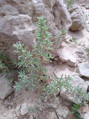 Halogeton glomeratus