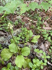 Pyrola elliptica