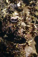 Pseudocyphellaria neglecta image