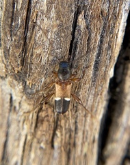Phymatodes vulneratus