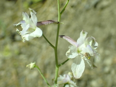 Delphinium gracilentum