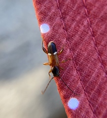 Phymatodes vulneratus