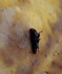 Nitidulidae