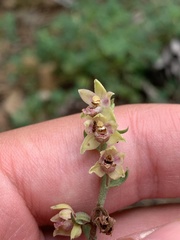 Epipactis kleinii
