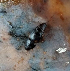 Nitidulidae